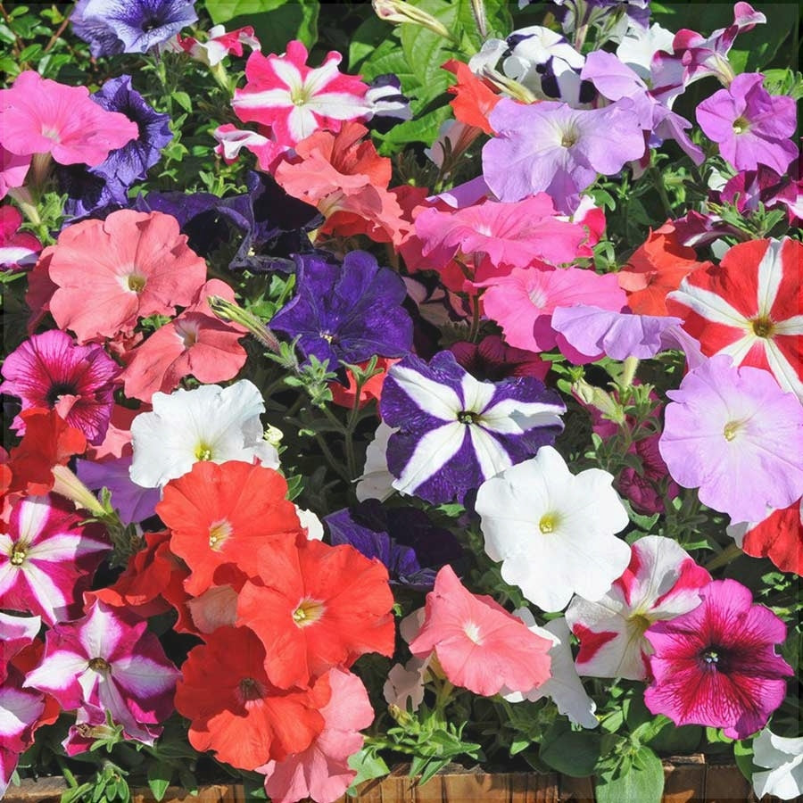 Seminte de Petunia Melanj , 0.2 gr