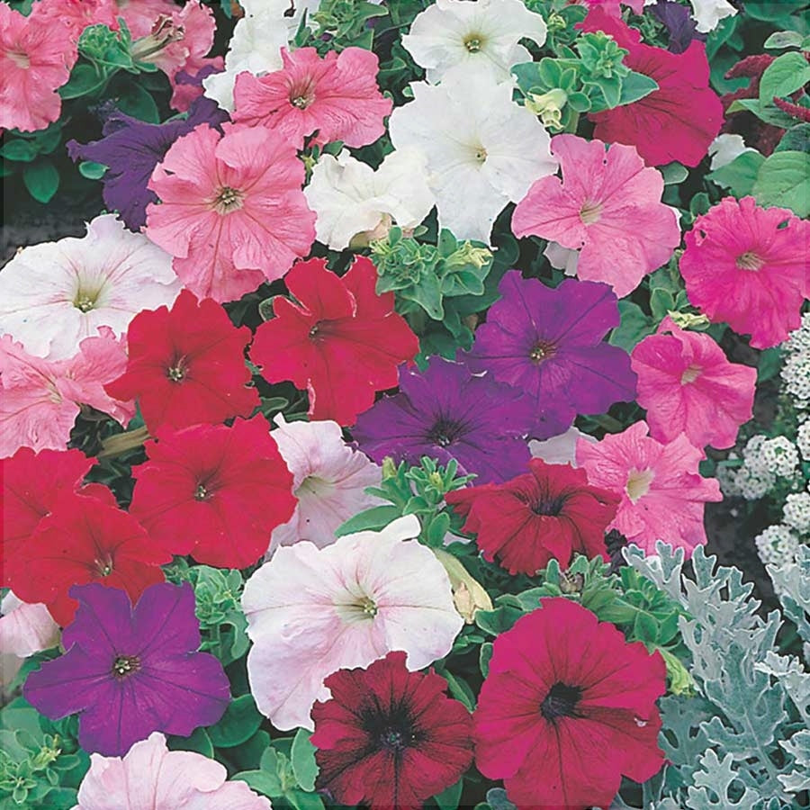 Seminte de Petunia Melanj , 0.2 gr