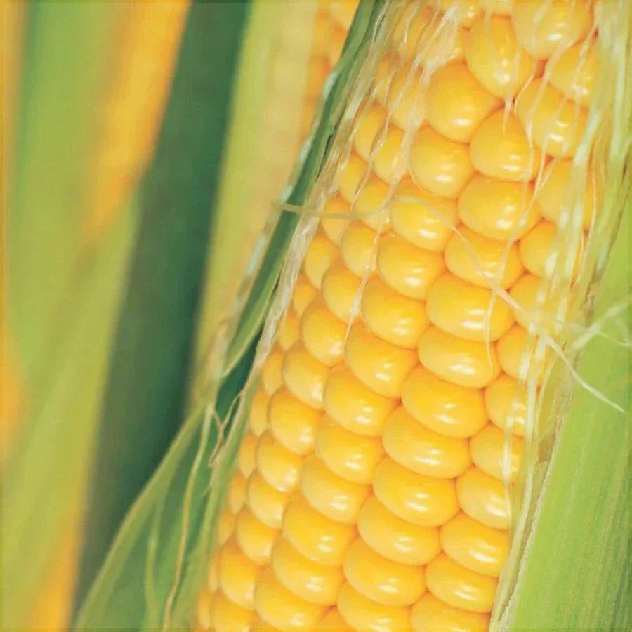 Seminte de Porumb Dulce "Golden Bantam", 10g