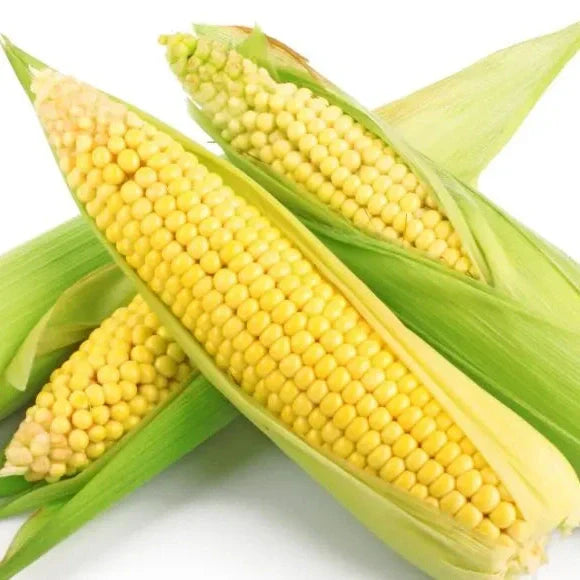 Seminte de Porumb Zaharat "Deliciosul", 7g