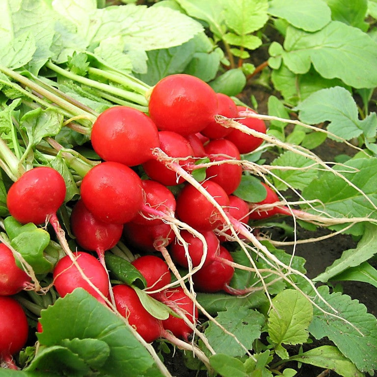 Seminte de Ridichi "Sora", 10g