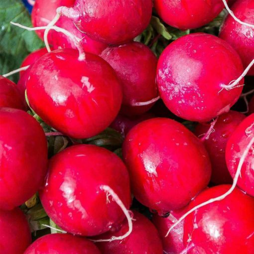 Seminte de Ridichi "Sora", 10g