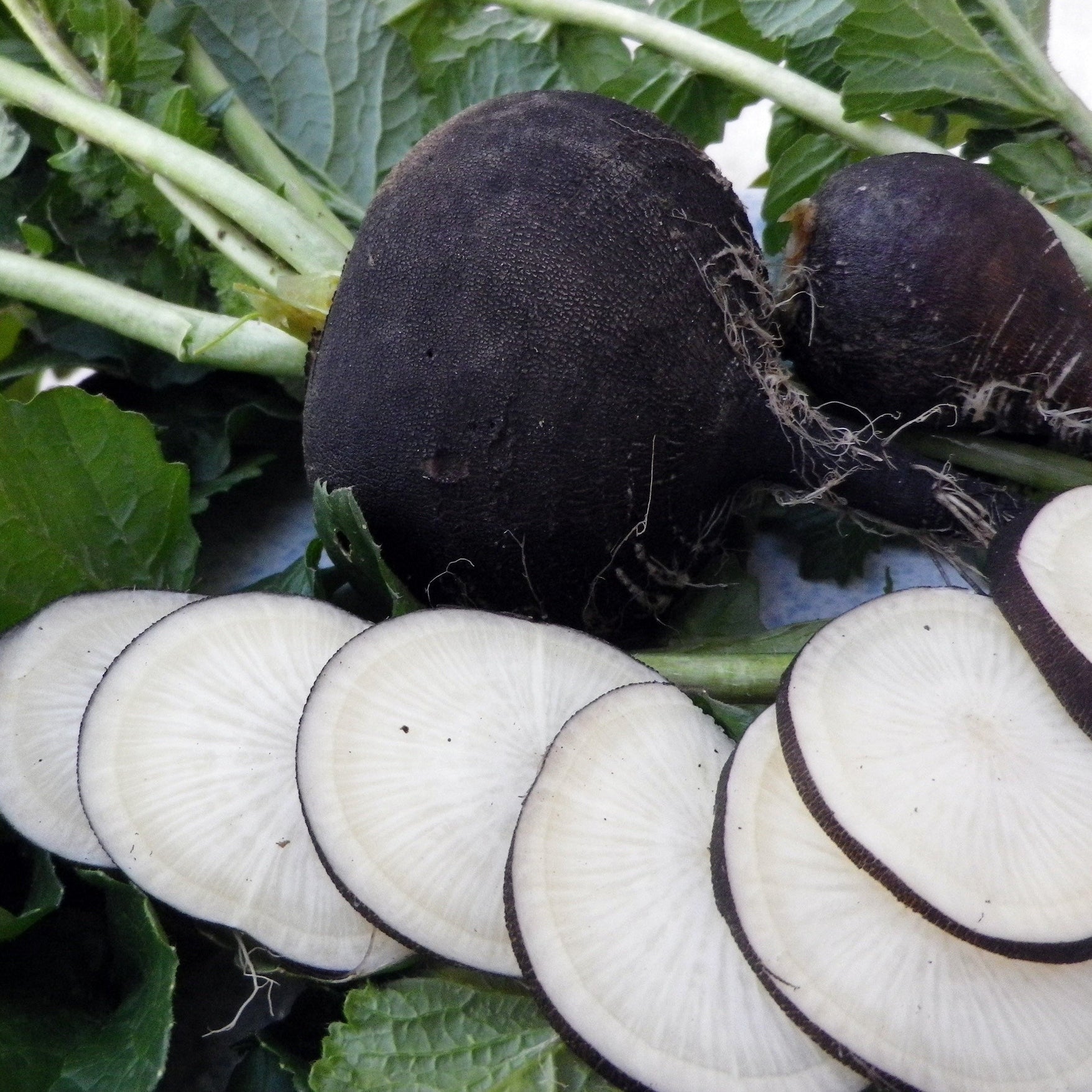 Seminte de Ridichi de Iarna "Nero Tondo D'Inverno", 6g