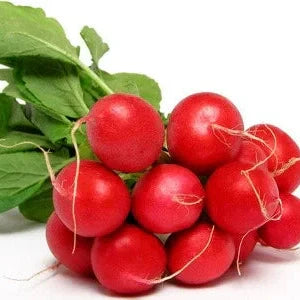 Seminte de Ridichi de Luna "Saxa", 6g