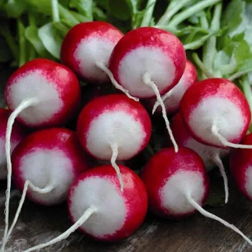 Seminte de Ridichi de Luna "Tondo Rosso a Punta", 6g