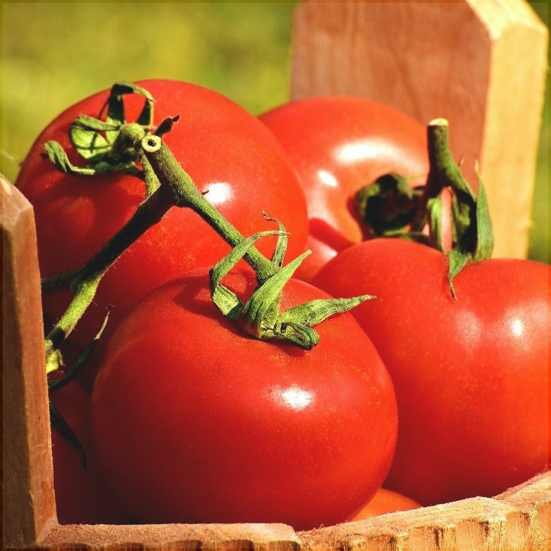 Seminte de Rosii "Ace"  0,7g