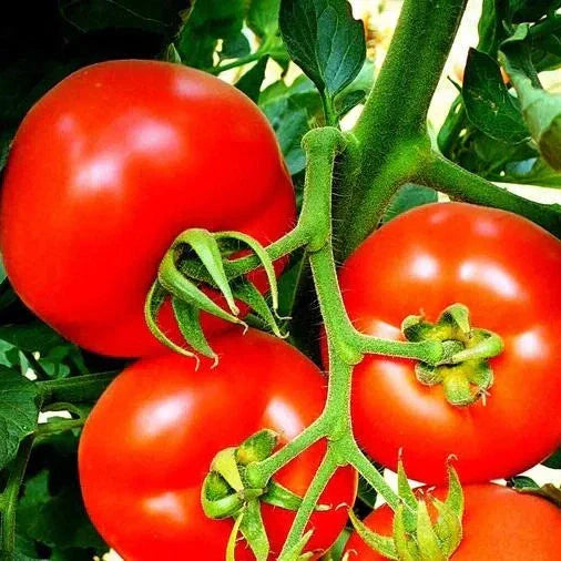 Seminte de Rosii Buzau 22  0,2g