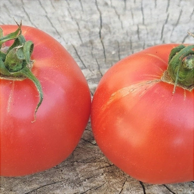 Seminte de Rosii Buzau 47