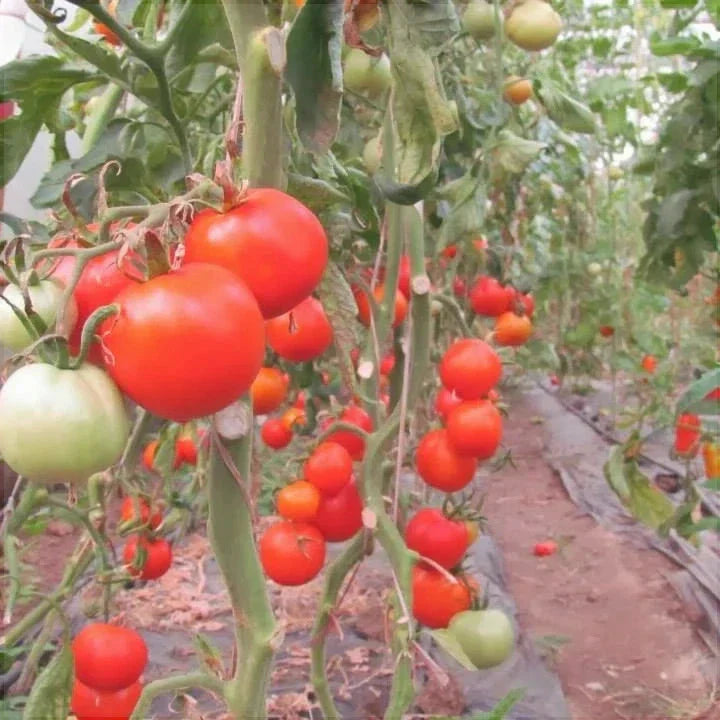 Seminte de Rosii Buzau 47