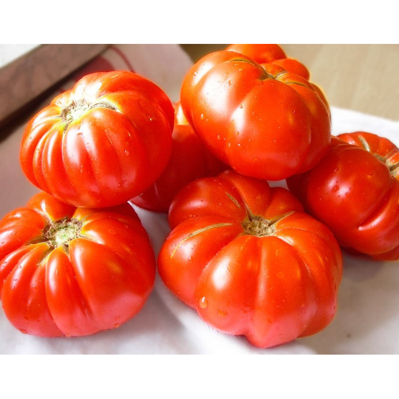 Спелые ребристые томаты сорта Costoluto Fiorentino, крупные красные помидоры на столе