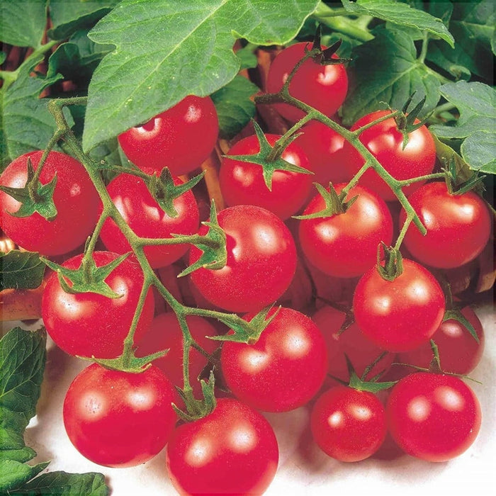 Seminte de Rosii Hibrid "Red Cherry", 0.5 gr