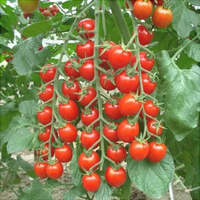 Seminte de Rosii Hibrid "Red Cherry", 0.5 gr