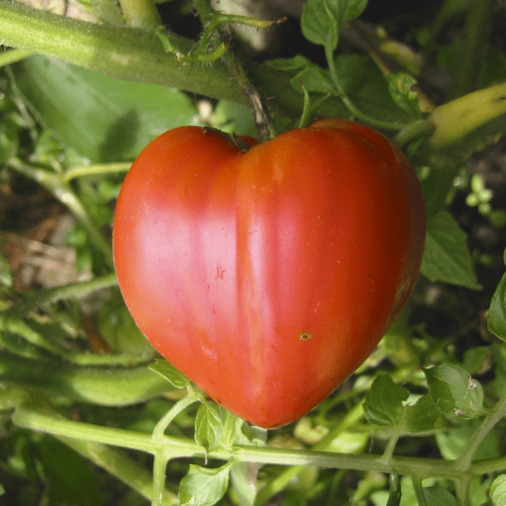 Seminte de Rosii "Inima de Bou"