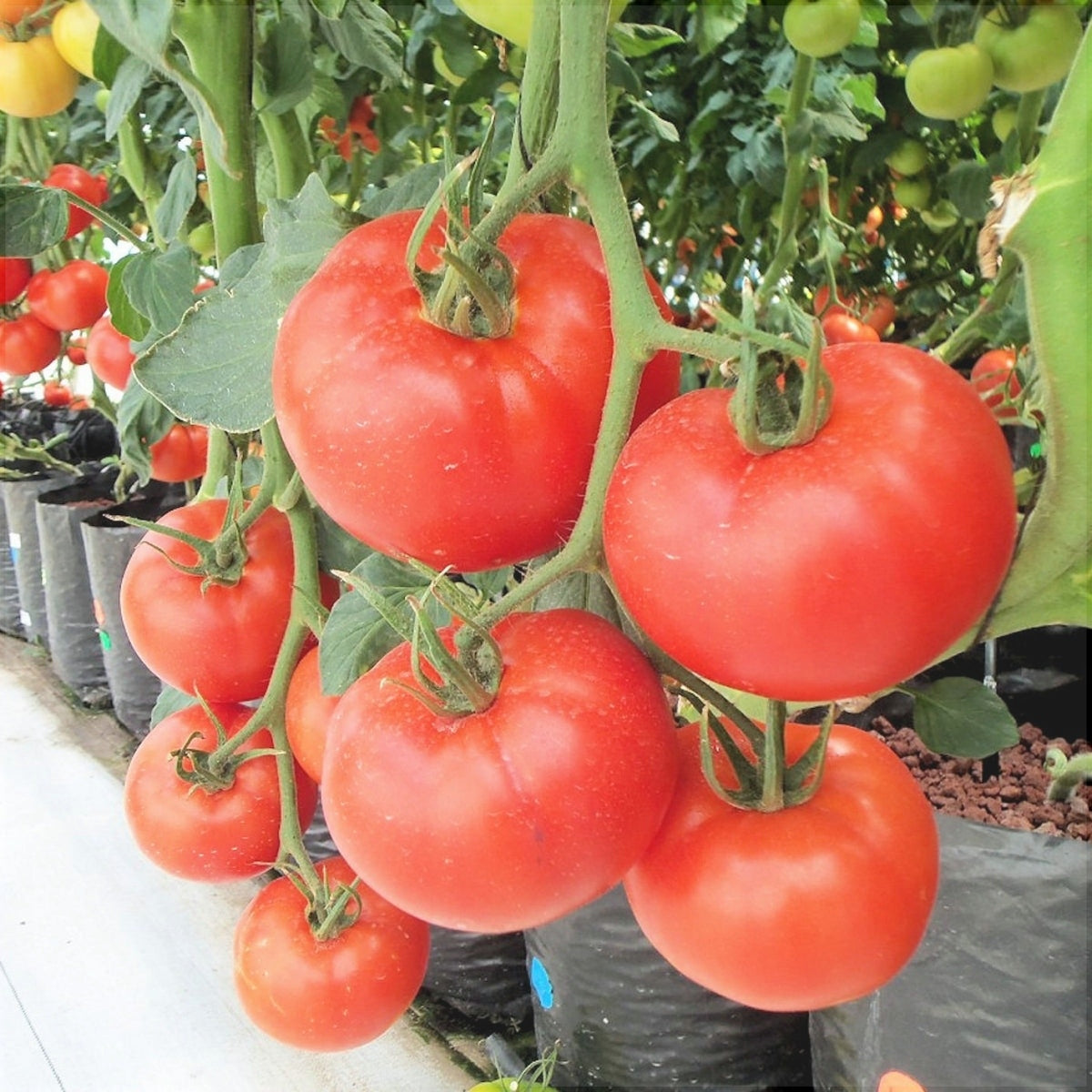 Seminte de Rosii "Marglobe",0.7 gr