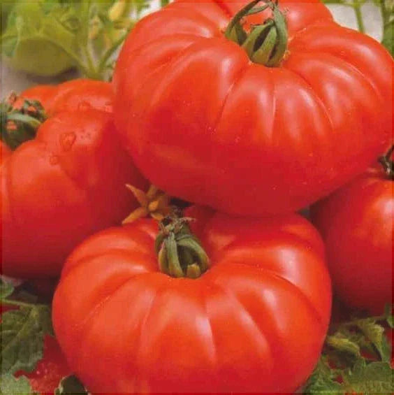 Seminte de Rosii "Marmande"