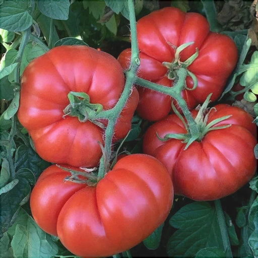 Seminte de Rosii "Marmande"
