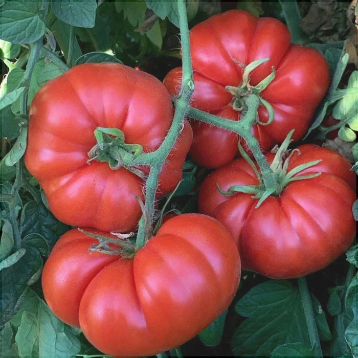 Seminte de Rosii "Marmande"