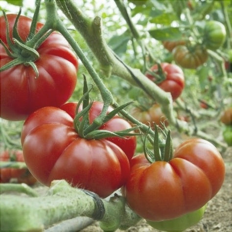 Seminte de Rosii "Marmande"