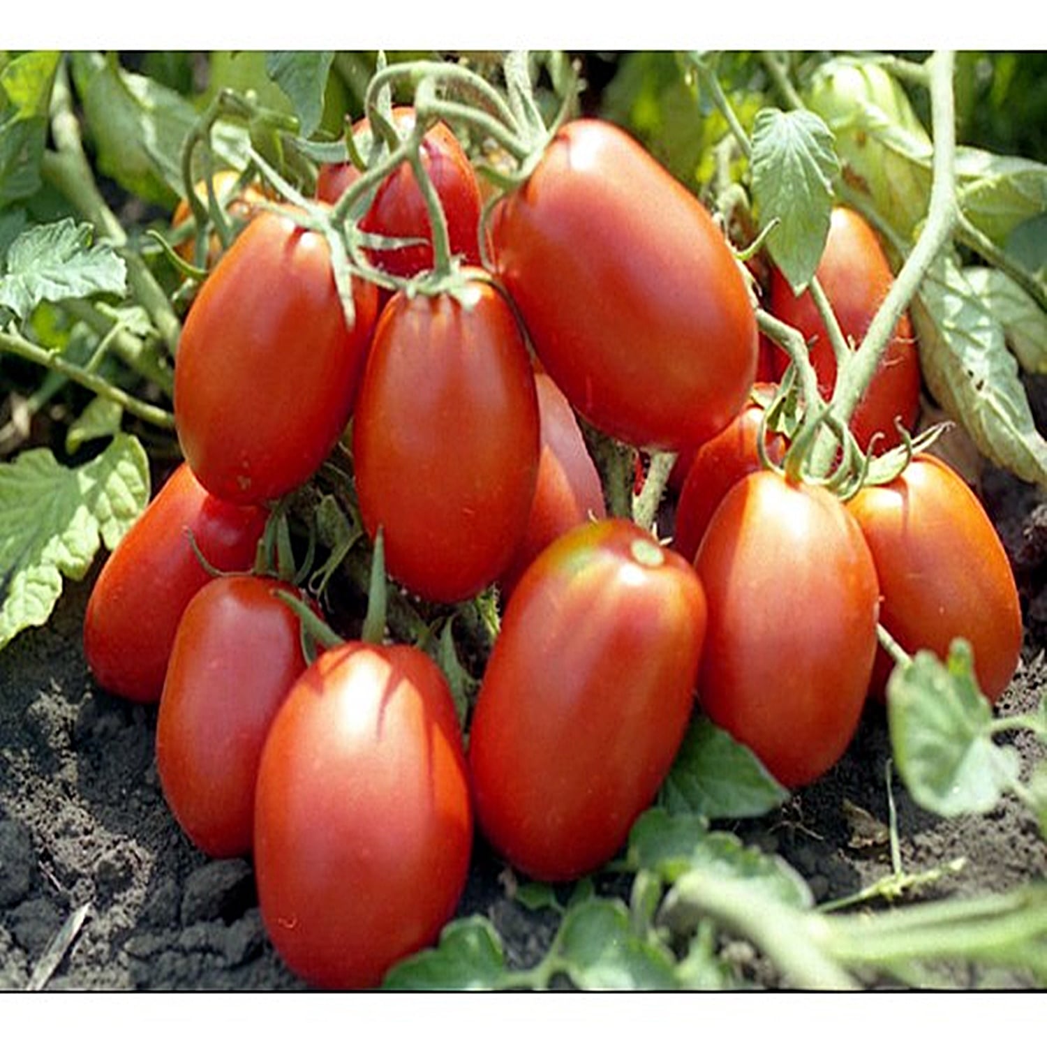 Seminte de Rosii "Rio Grande" 0,7g