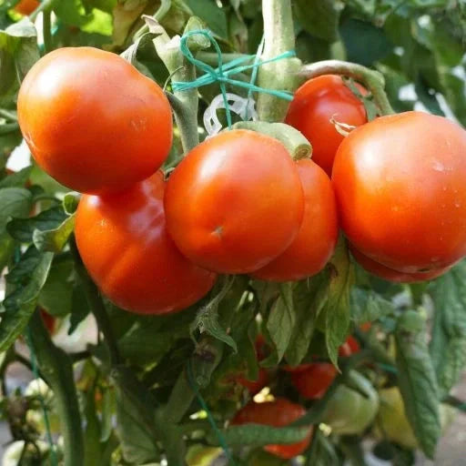 Seminte de Rosii "Zaraza"