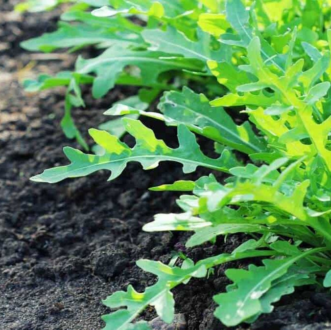 Seminte de Rucola