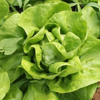 Seminte de Salata "Dariuca"