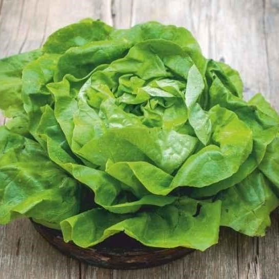 Seminte de Salata "Ileana"