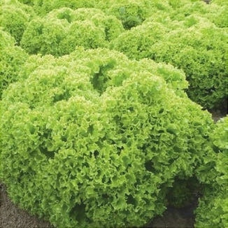 Salata Lollo