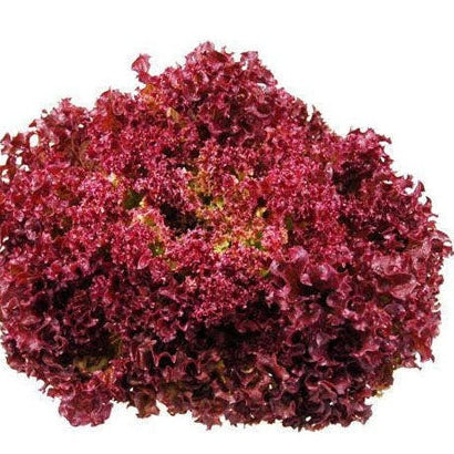 Seminte de Salata "Lollo Red"