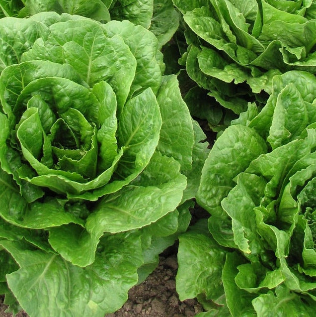 Seminte de Salata "S.Anna"