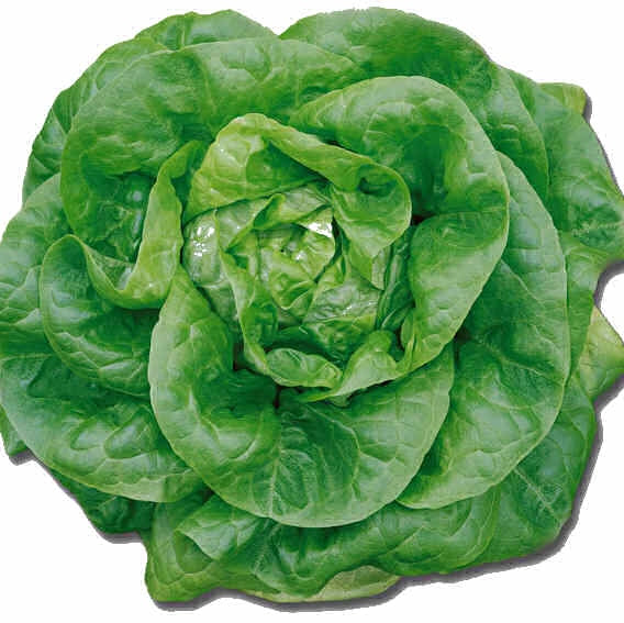 Seminte de Salata "S.Anna"