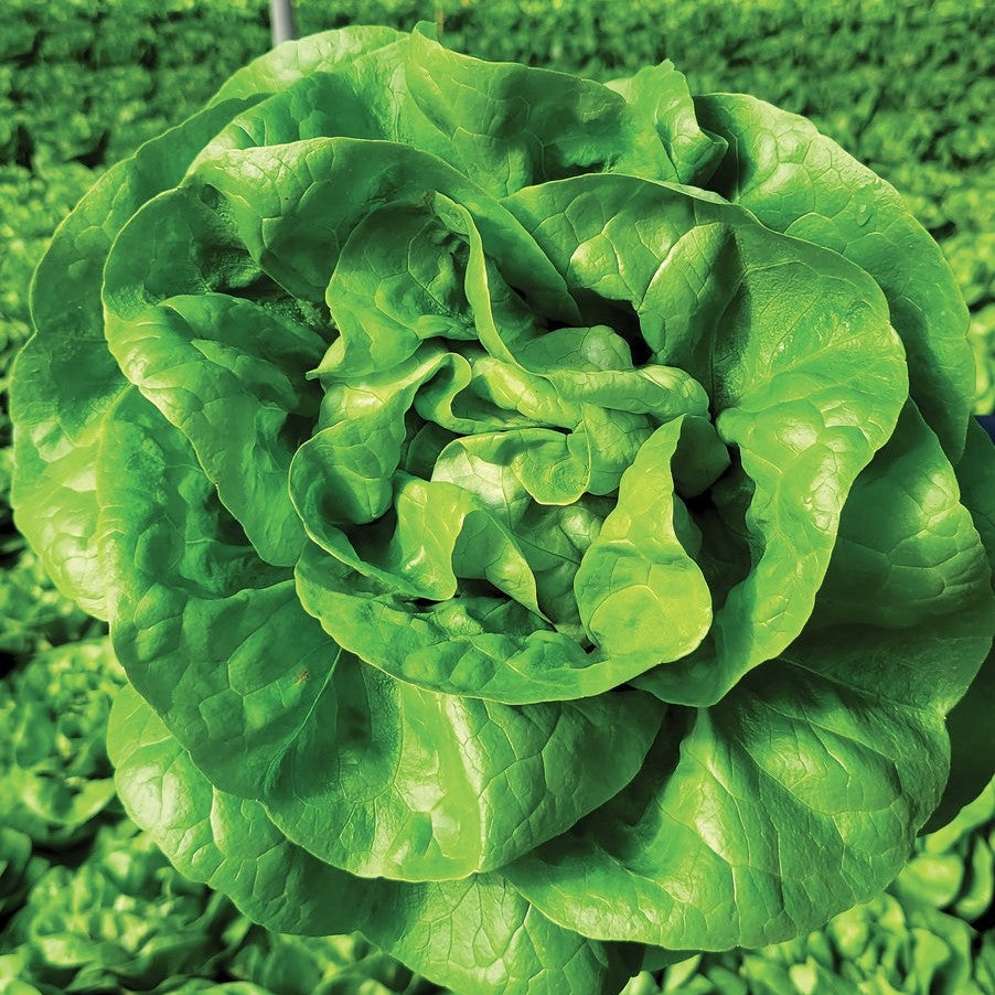 Seminte de Salata Verde "D'Inverno"