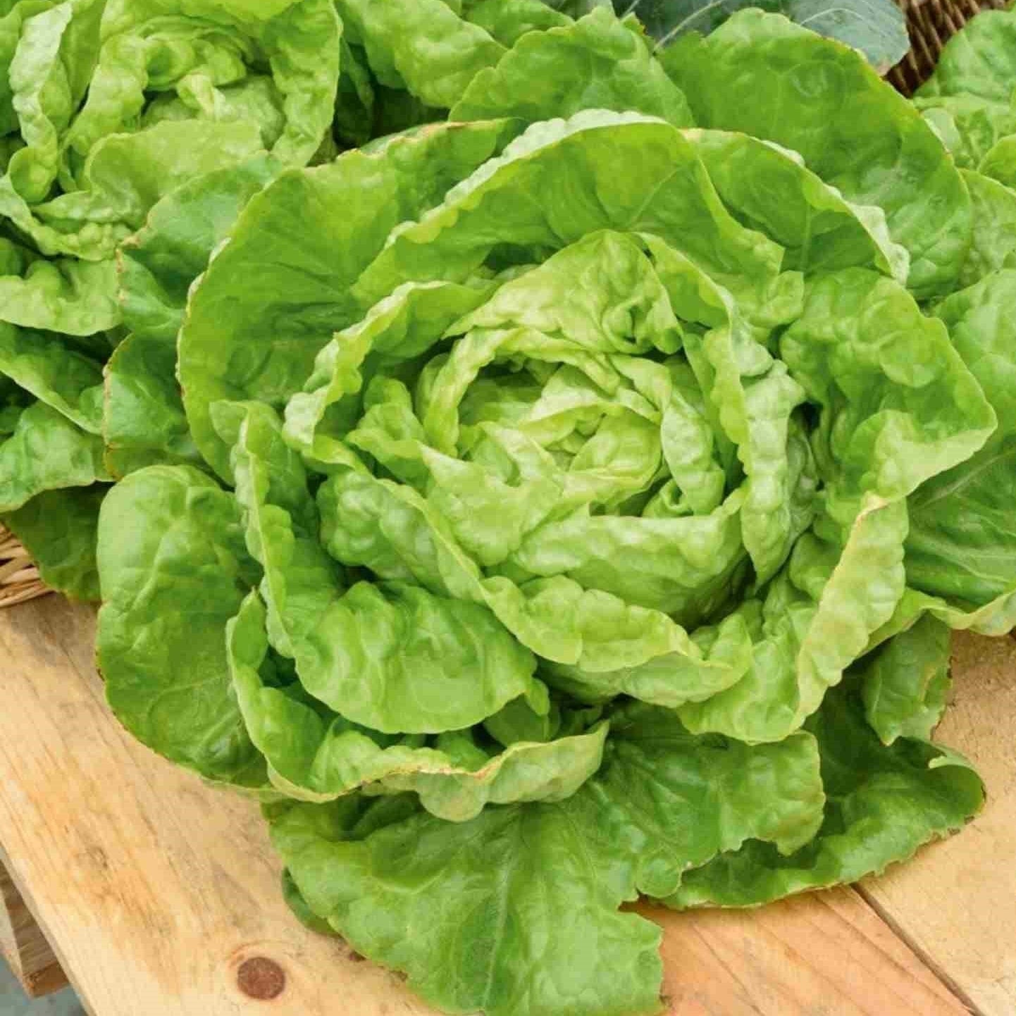 Seminte de Salata Verde "D'Inverno"