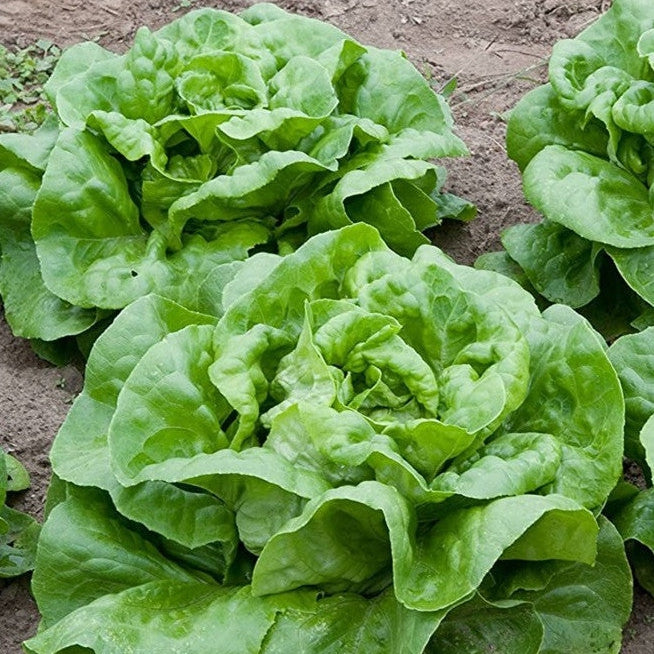 Seminte de Salata Verde "D'Inverno"