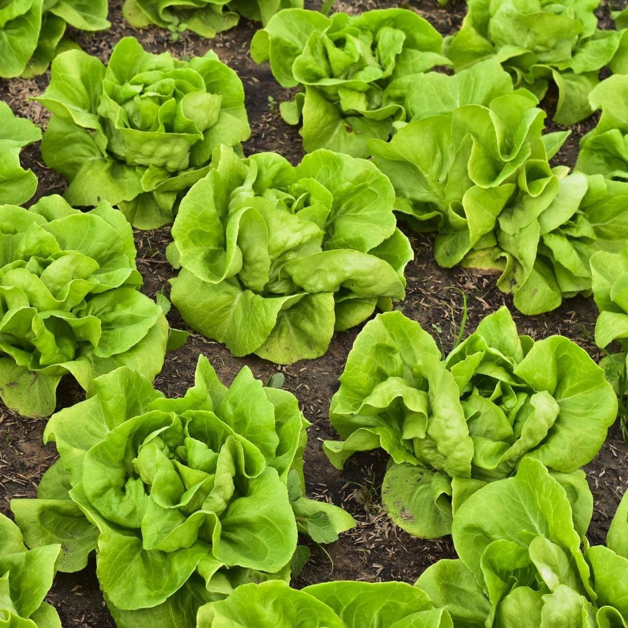 Seminte de Salata "White Boston"