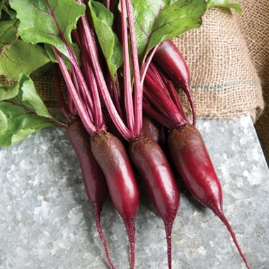 Seminte de Sfecla Rosie "Cilyndra"