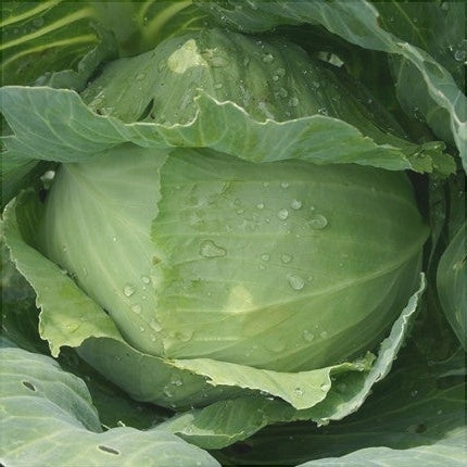 Seminte de Varza "Glory of Enkhuizen"