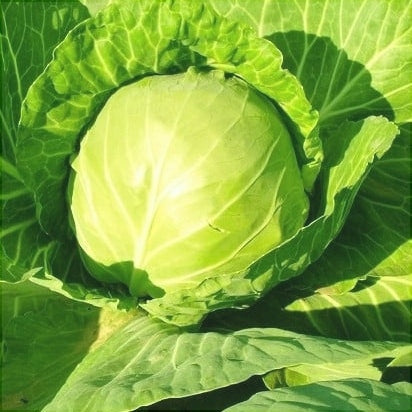 Seminte de Varza Toamna "Amager"