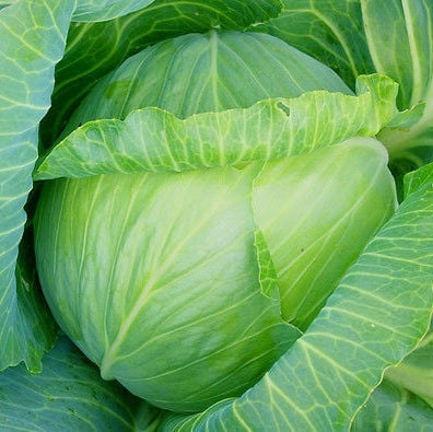 Seminte de Varza de Toamna "Muntenia"