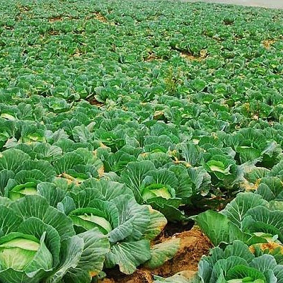 Seminte de Varza de Toamna de Buzau