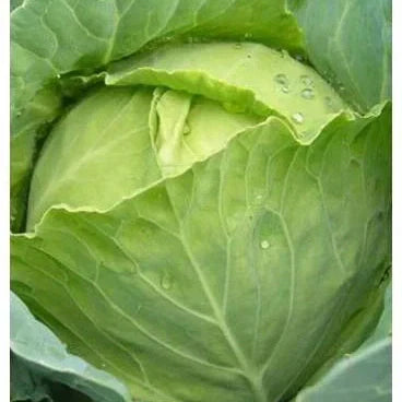 Seminte de Varza de Toamna de Buzau