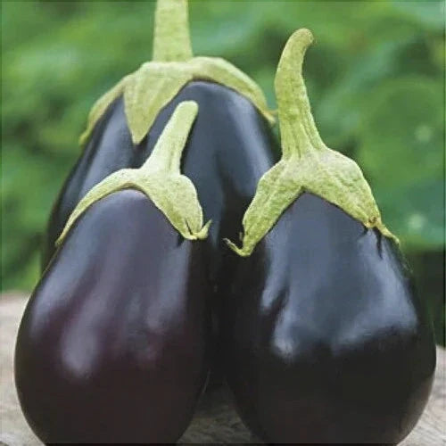 Seminte de Vinete "Black Beauty"