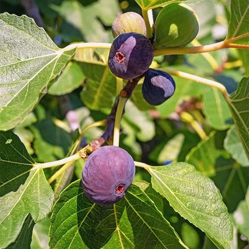 Smochin "Ficus carica Ronde " la Ghiveci, 1 Bucata