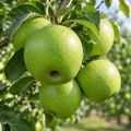 Măr "Granny Smith"