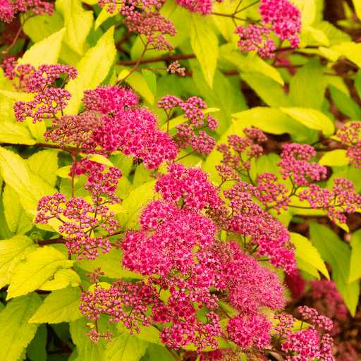 Spirea Aurie Glob la Ghiveci , 1 Bucata
