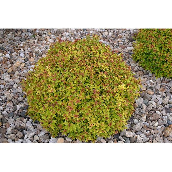 Spirea Aurie Glob la Ghiveci , 1 Bucata