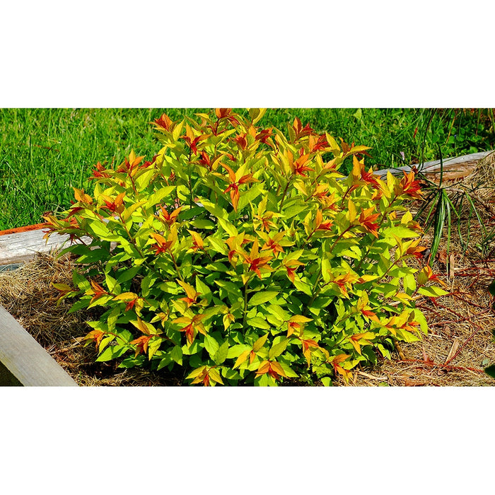 Spirea Aurie Glob la Ghiveci , 1 Bucata