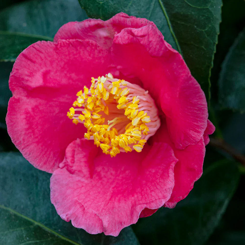 Camellia ''Spring Promise''