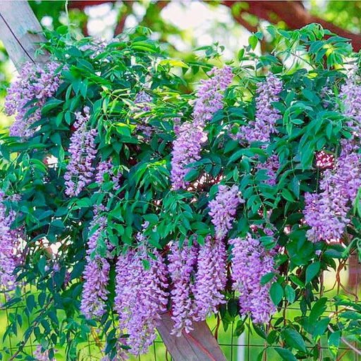 Glicina Wisteria ''Summer Cascade'' 80-100 cm