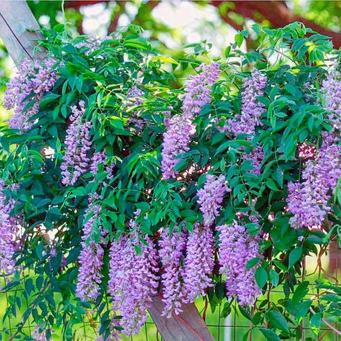 Glicina Wisteria ''Summer Cascade'' 80-100 cm